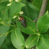 Cantharis fusca