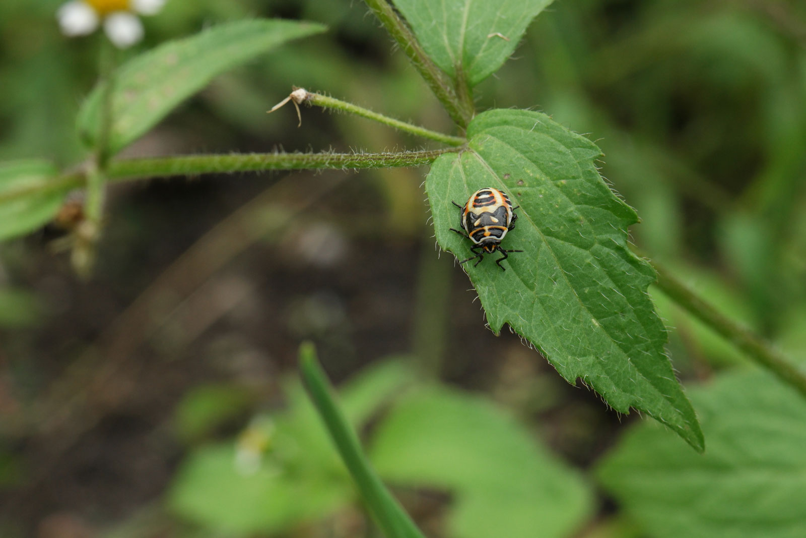 Eurydema oleracea