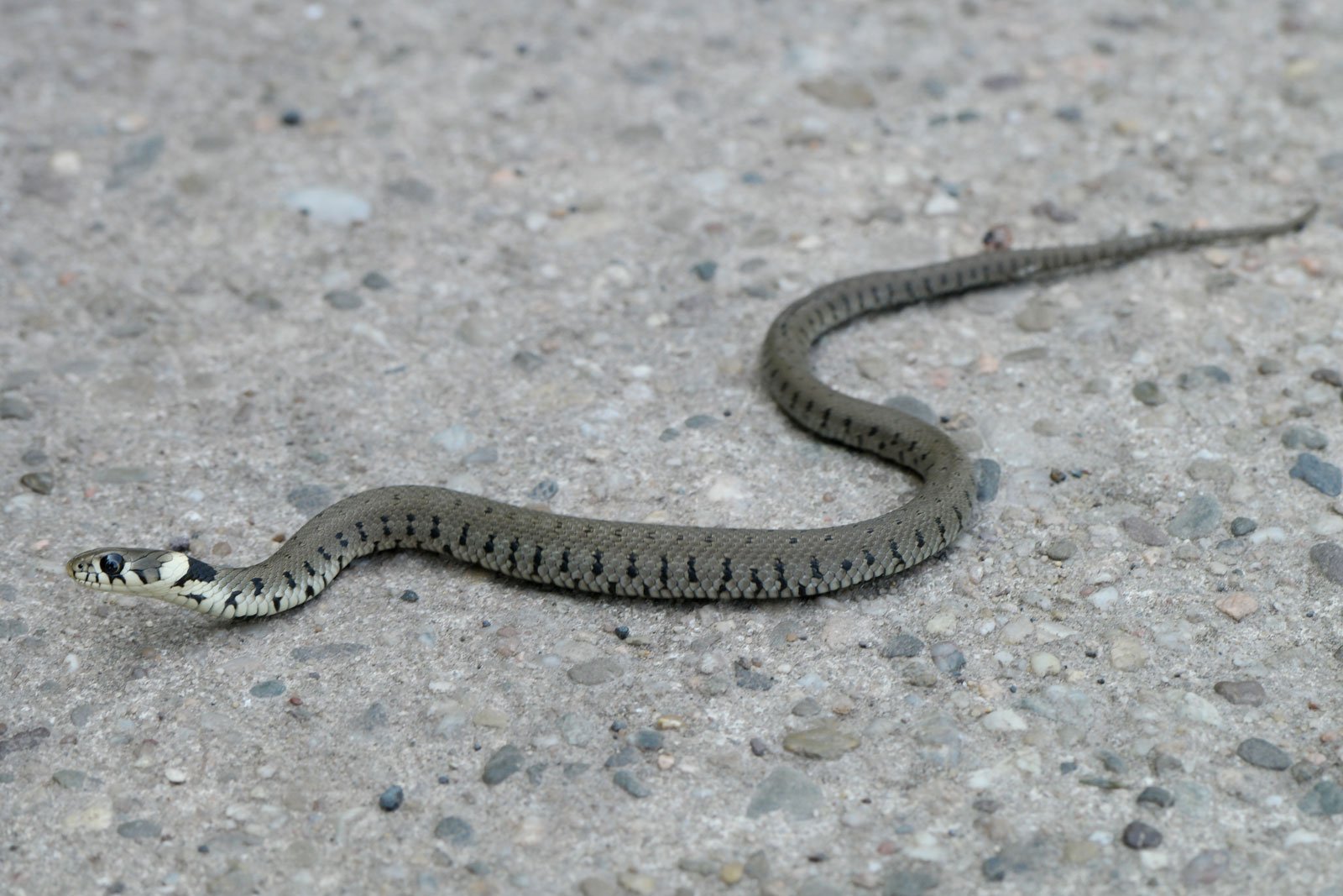 Natrix natrix