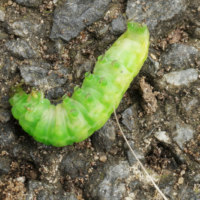 Phlogophora meticulosa