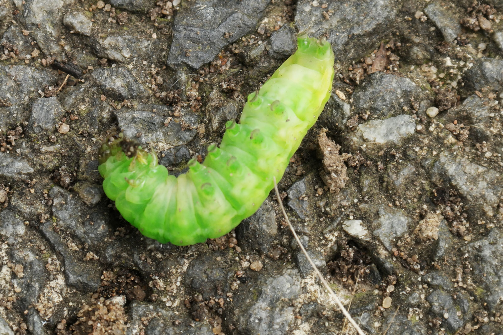 Phlogophora meticulosa