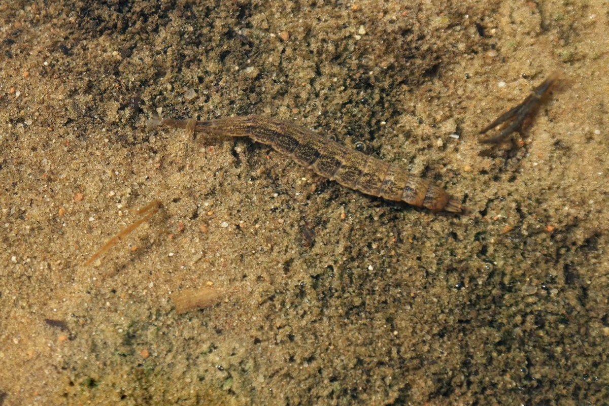 Stratiomys longicornis