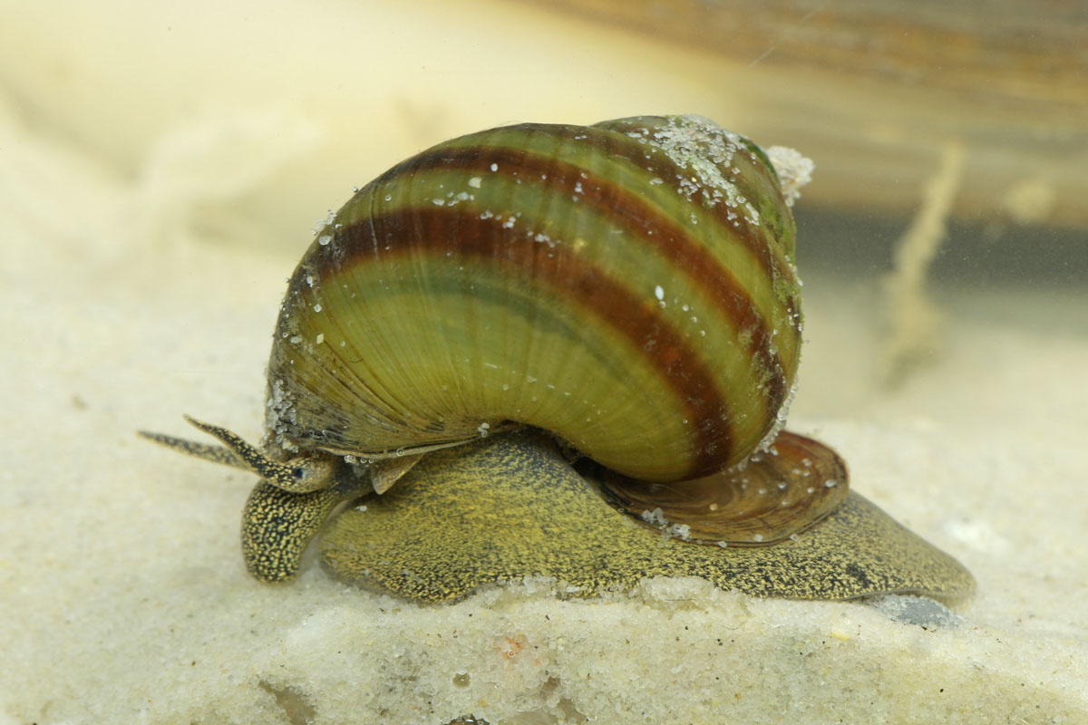 Viviparus viviparus