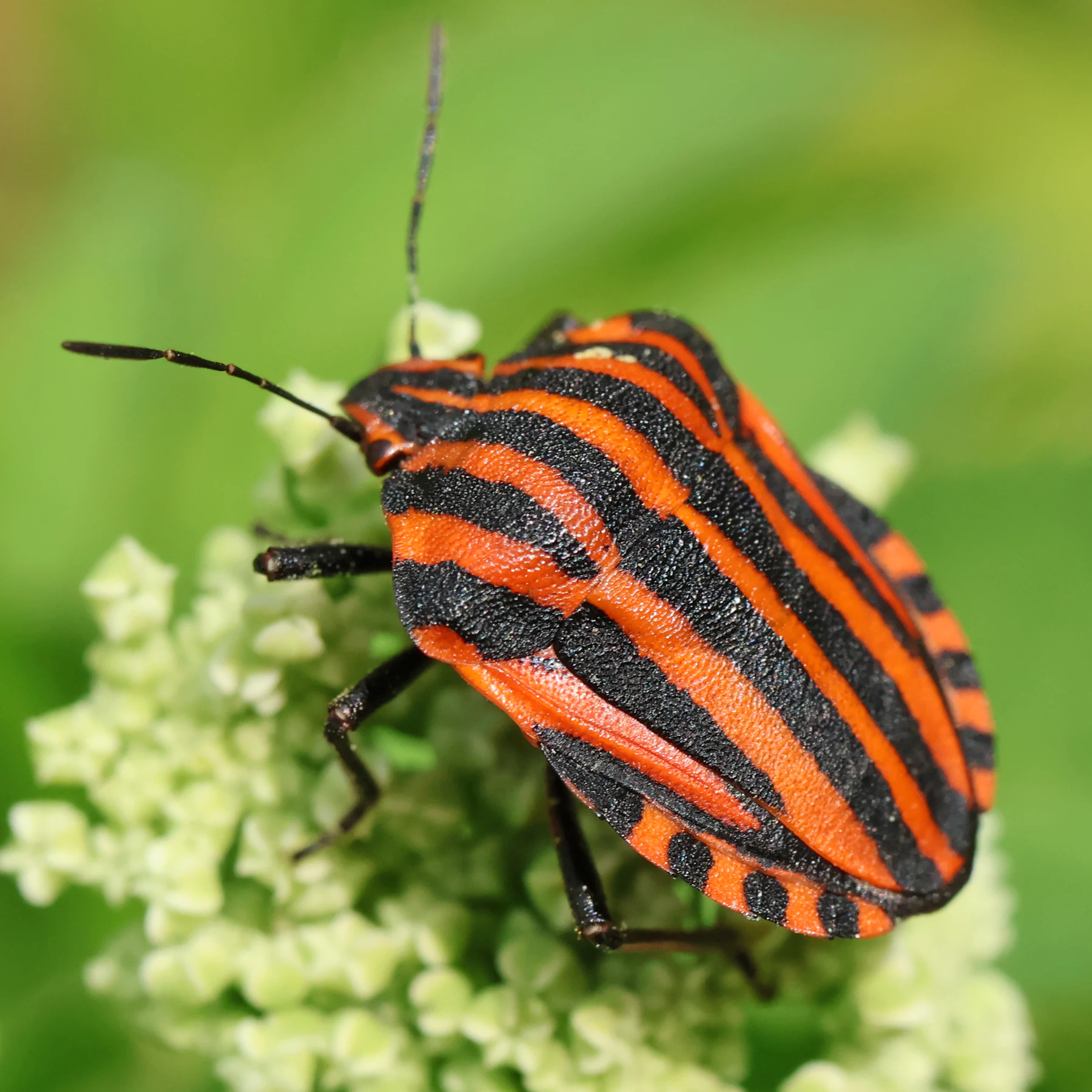 Chinche rayada Graphosoma italicum