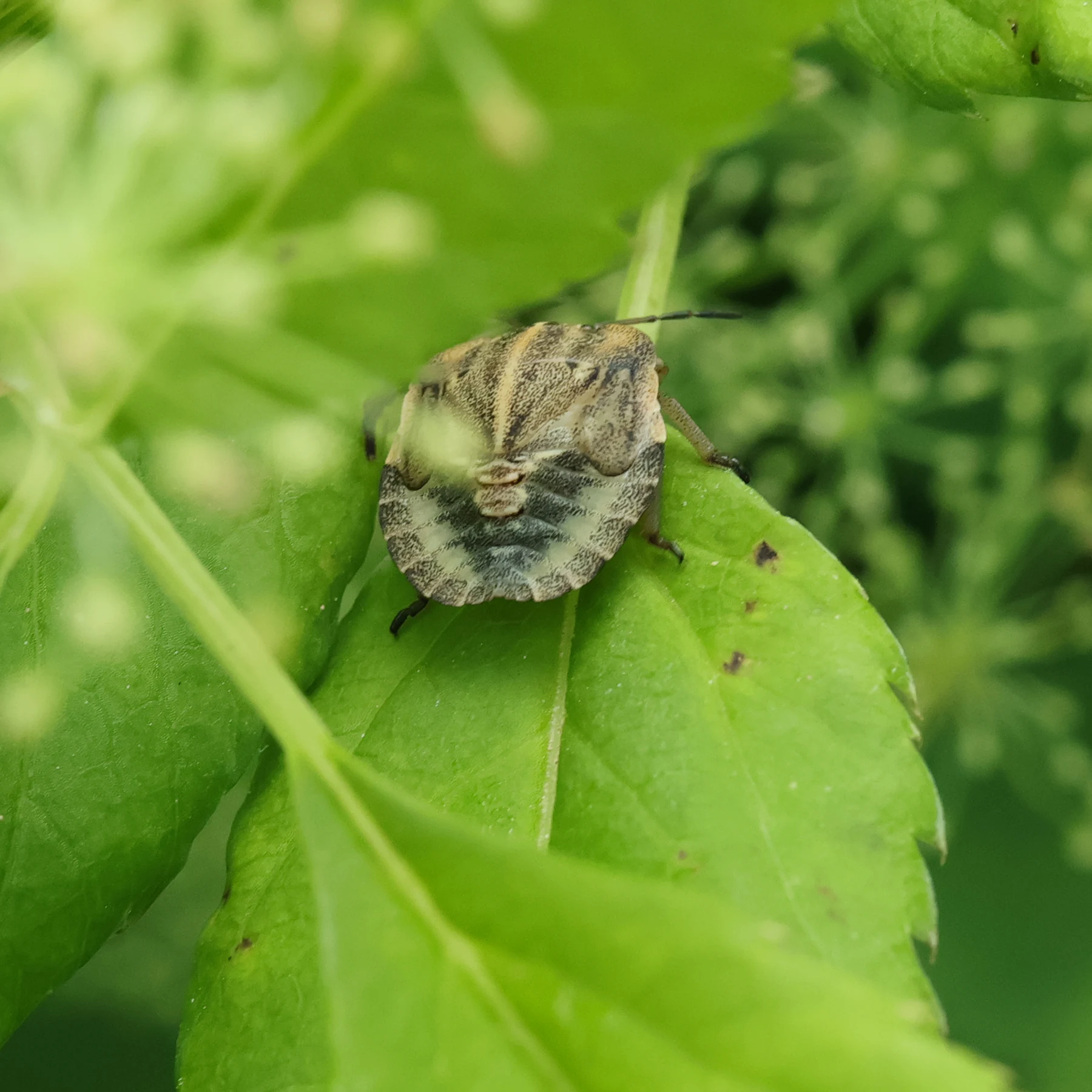 Una larva de la chinche rayada se esconde entre las hojas de pie de cabra