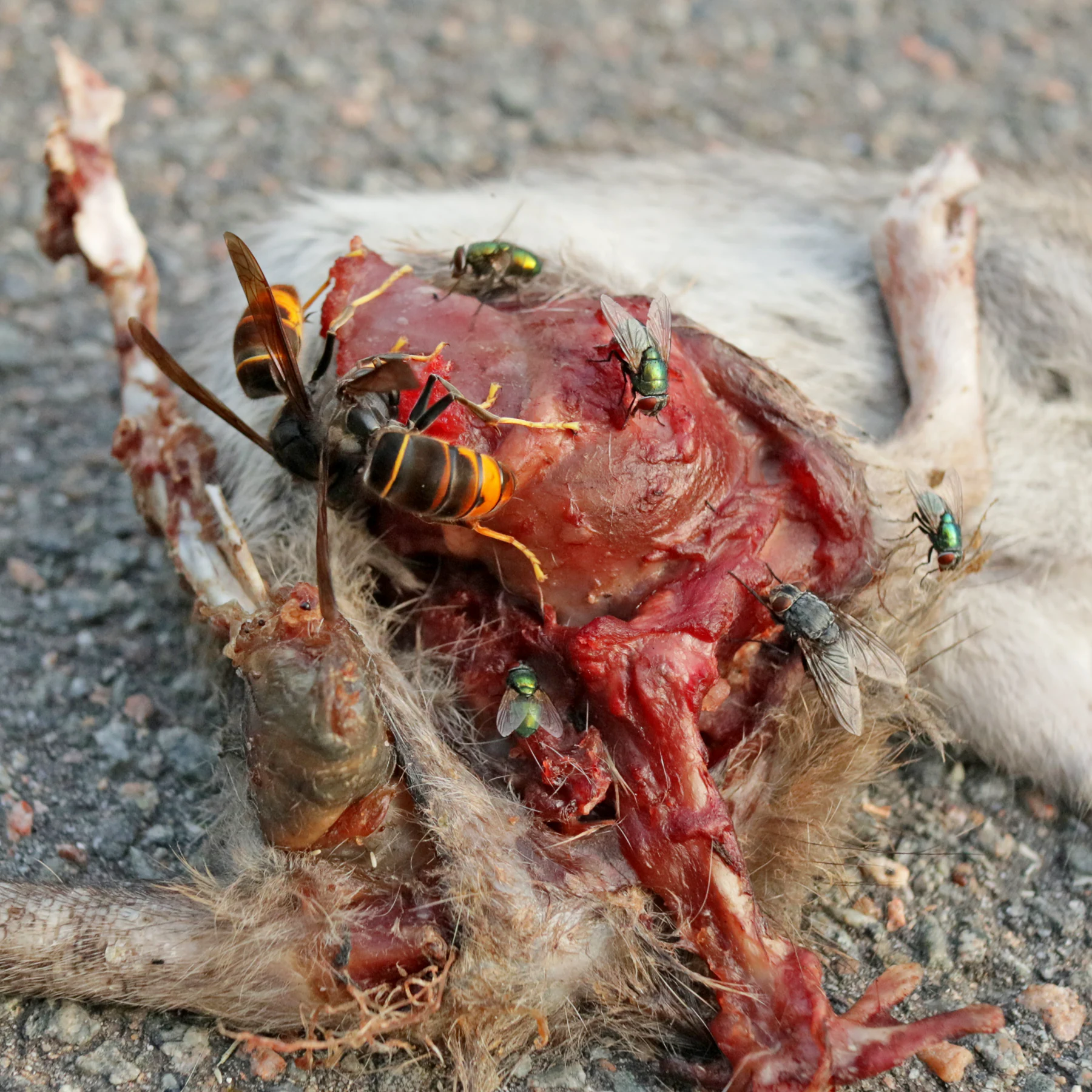 Avispones asiáticos y moscas se comen una rata muerta