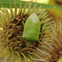 Chinche verde adulto Nezara viridula