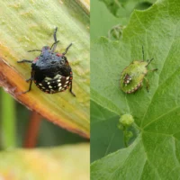 Chinche verde larva