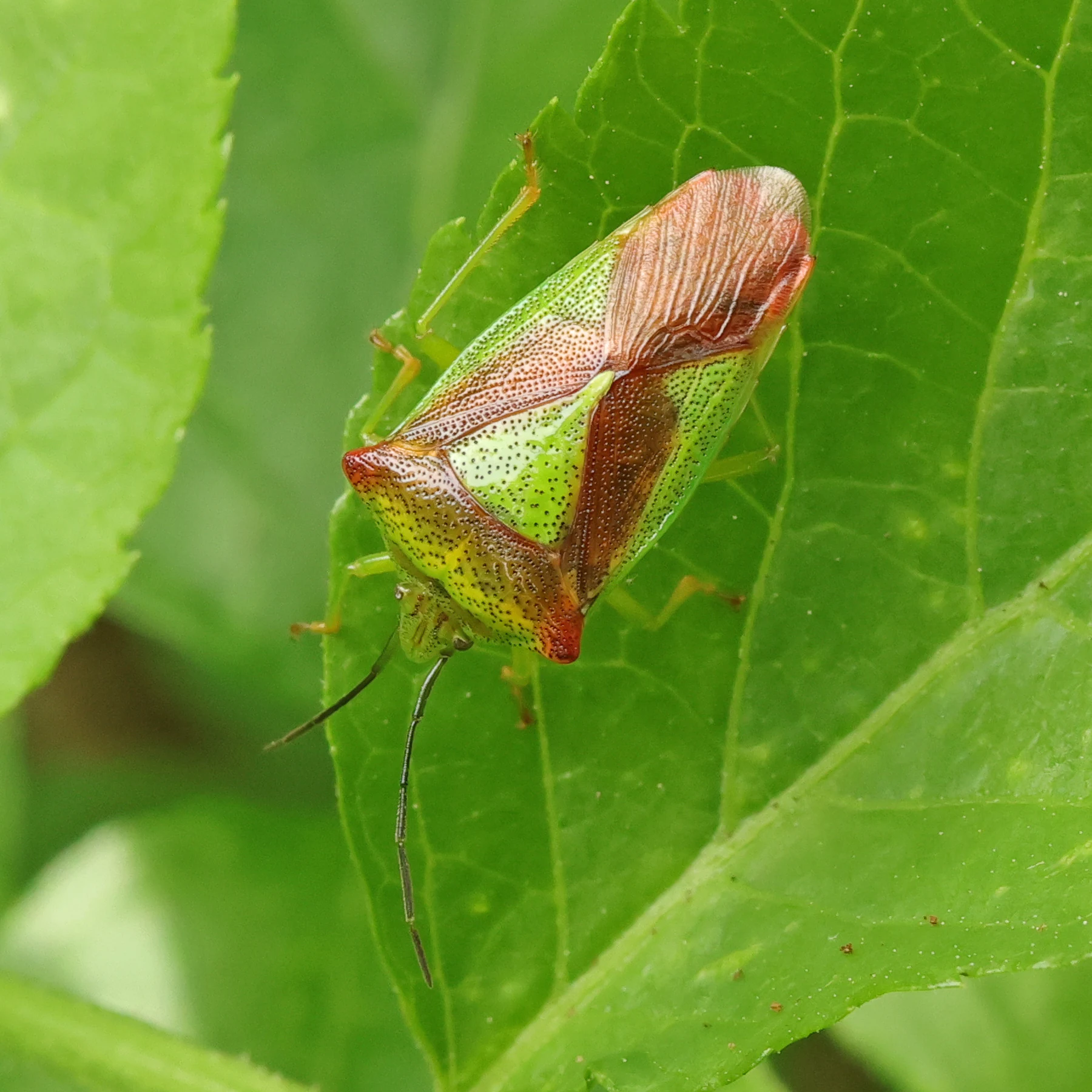 Acanthosoma haemorrhoidale