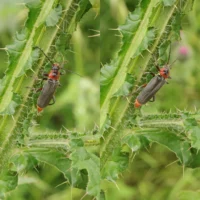 Cantharis rustica