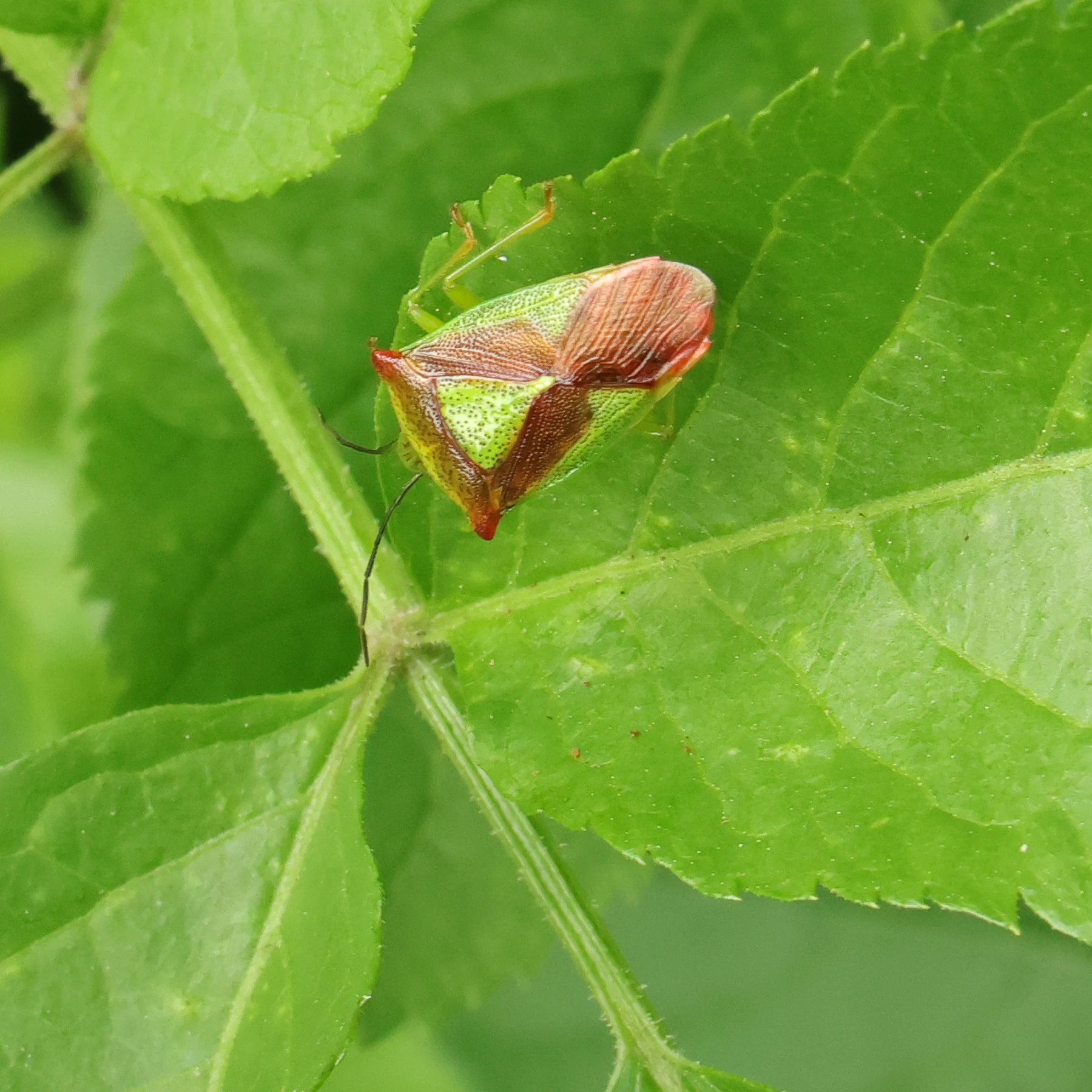 Chinche roja del Crataegus sobre hojas de saúco.