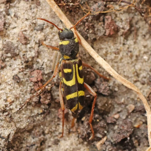 Clytus arietis Escarabajo avispa