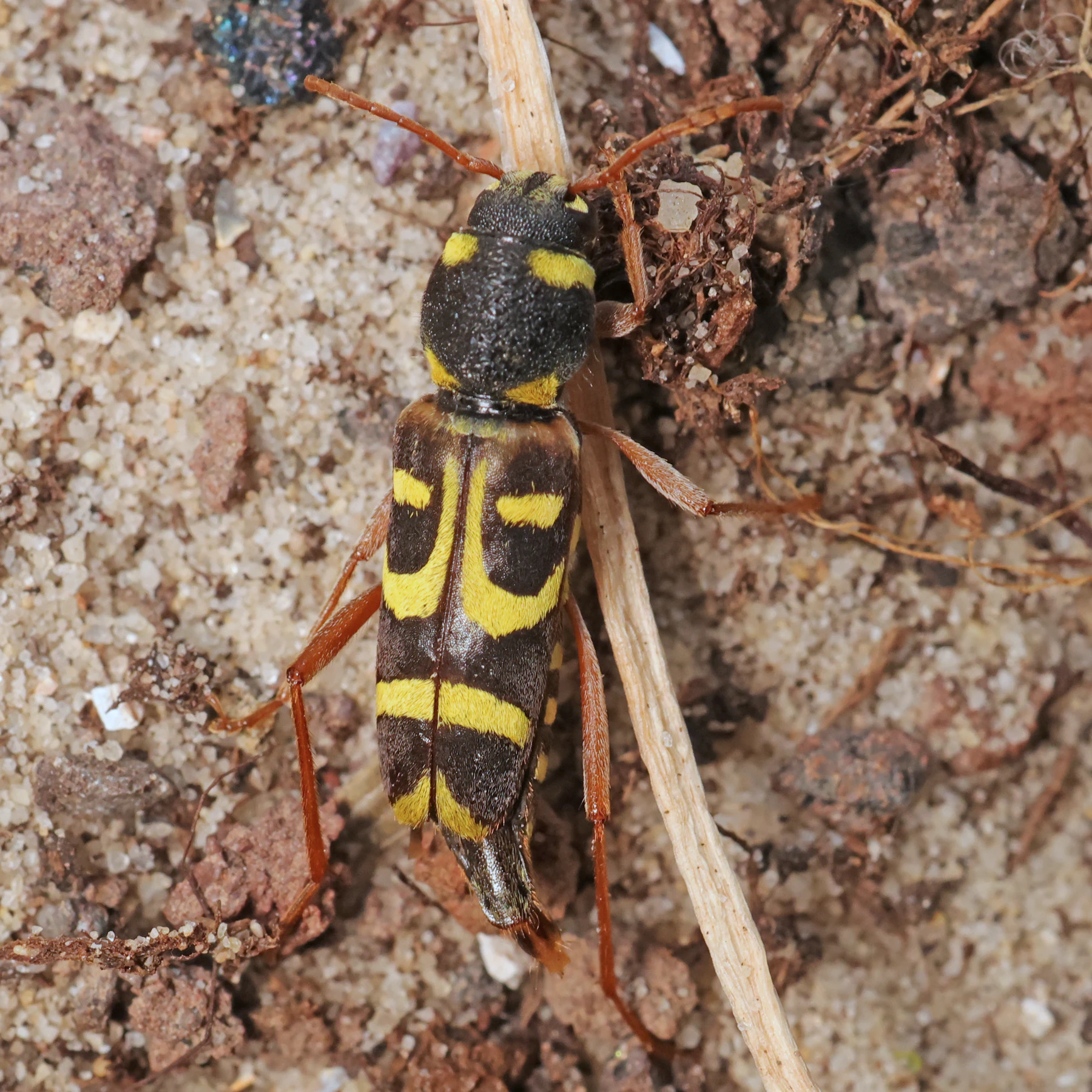 Escarabajo avispa