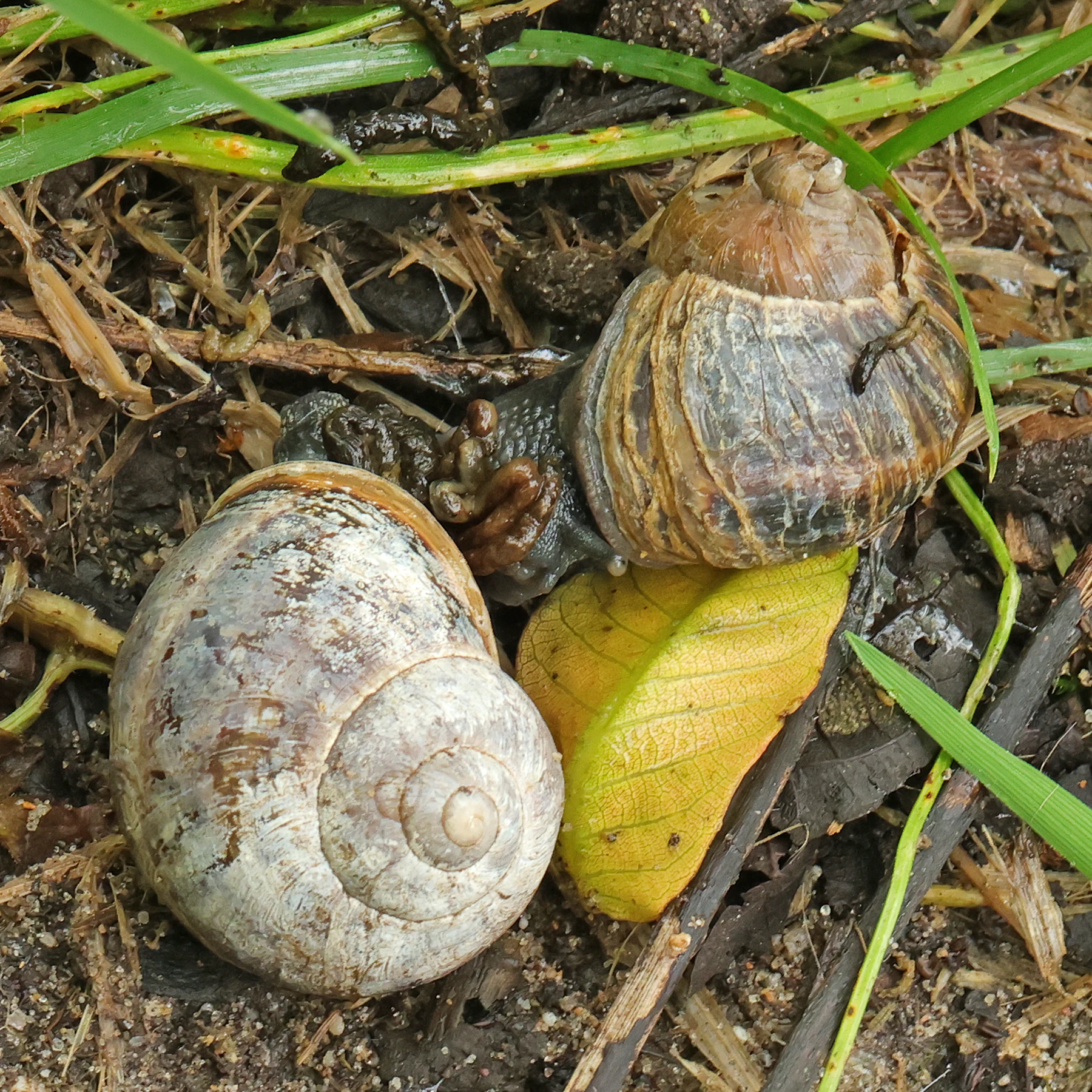 Caracol común de jardín apareándose