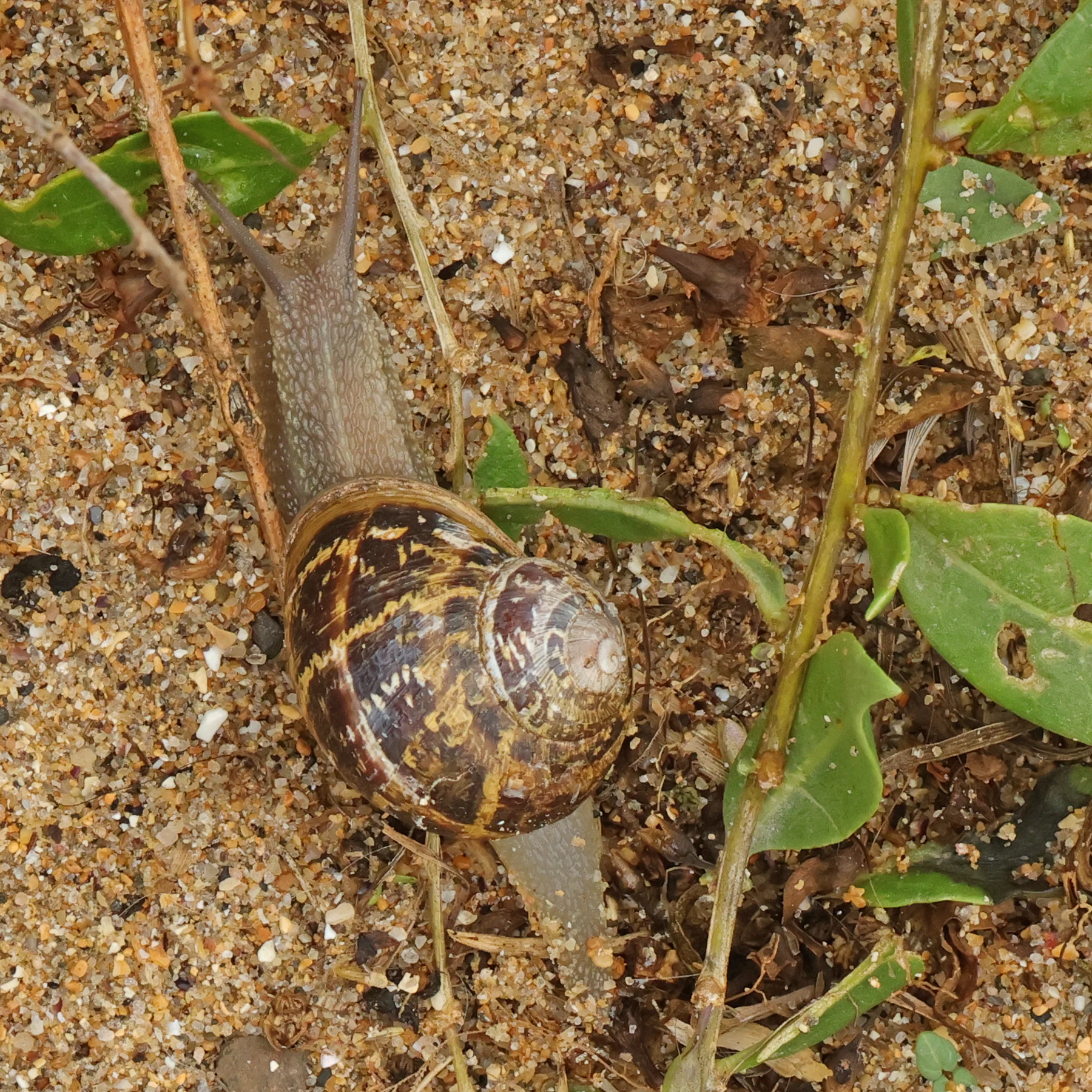 Cornu aspersum entre los brotes de una planta de goji