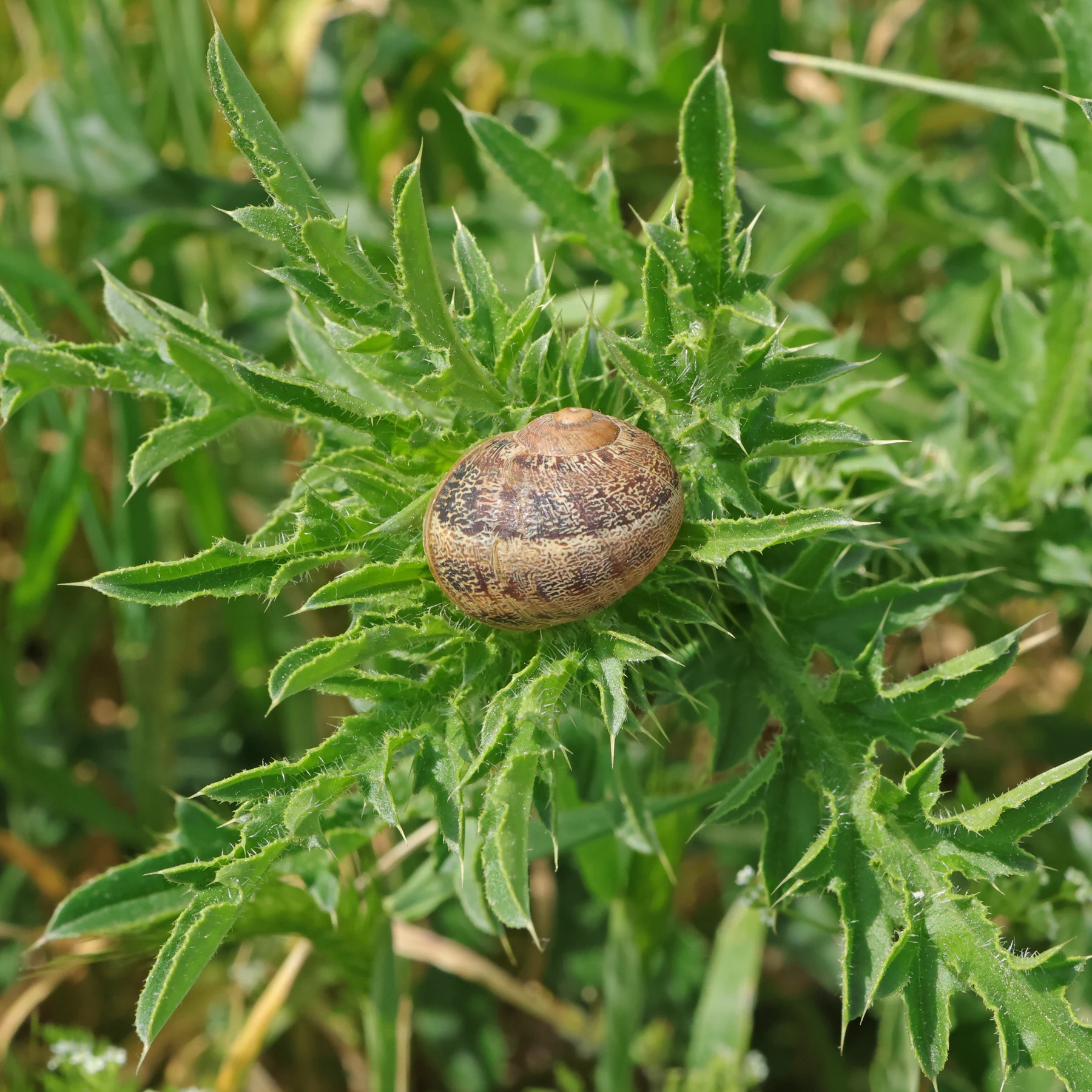Joven Cornu aspersum sobre un cardo