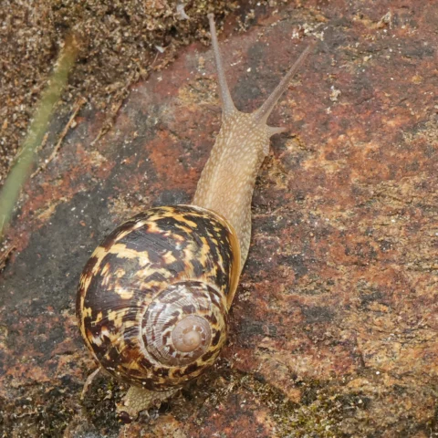 caracol común de jardín Cornu aspersum