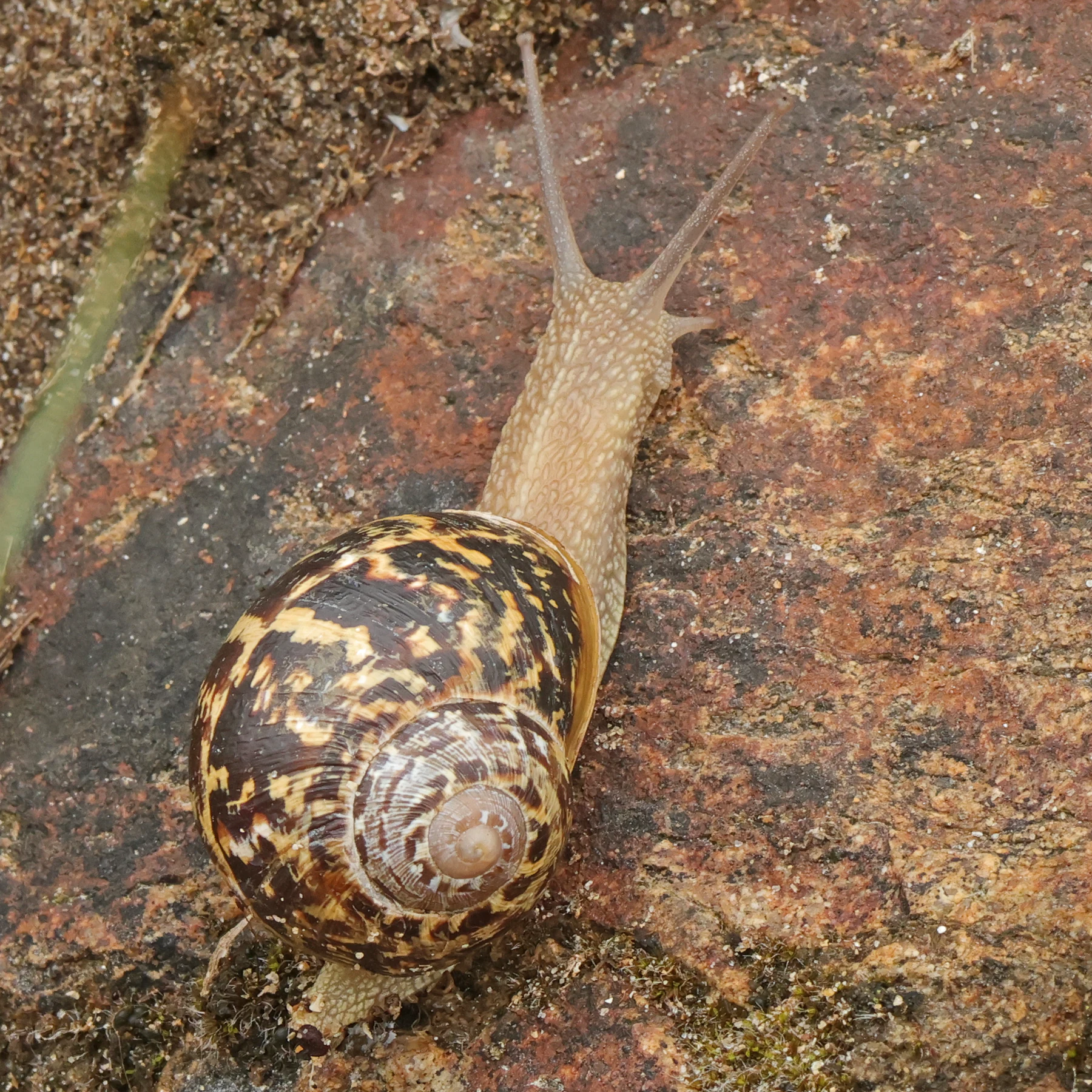 caracol común de jardín Cornu aspersum