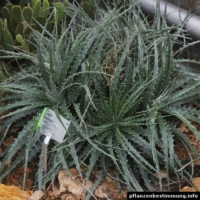 Hechtia sp.