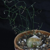 Schizobasis intricata