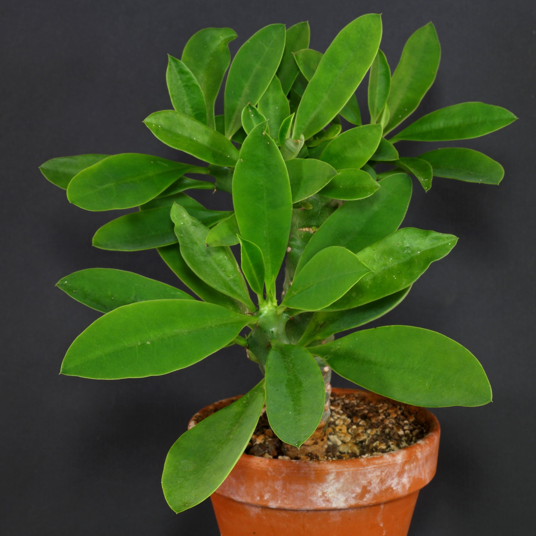 Euphorbia nivulia