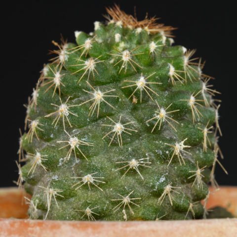 Copiapoa humilis subsp