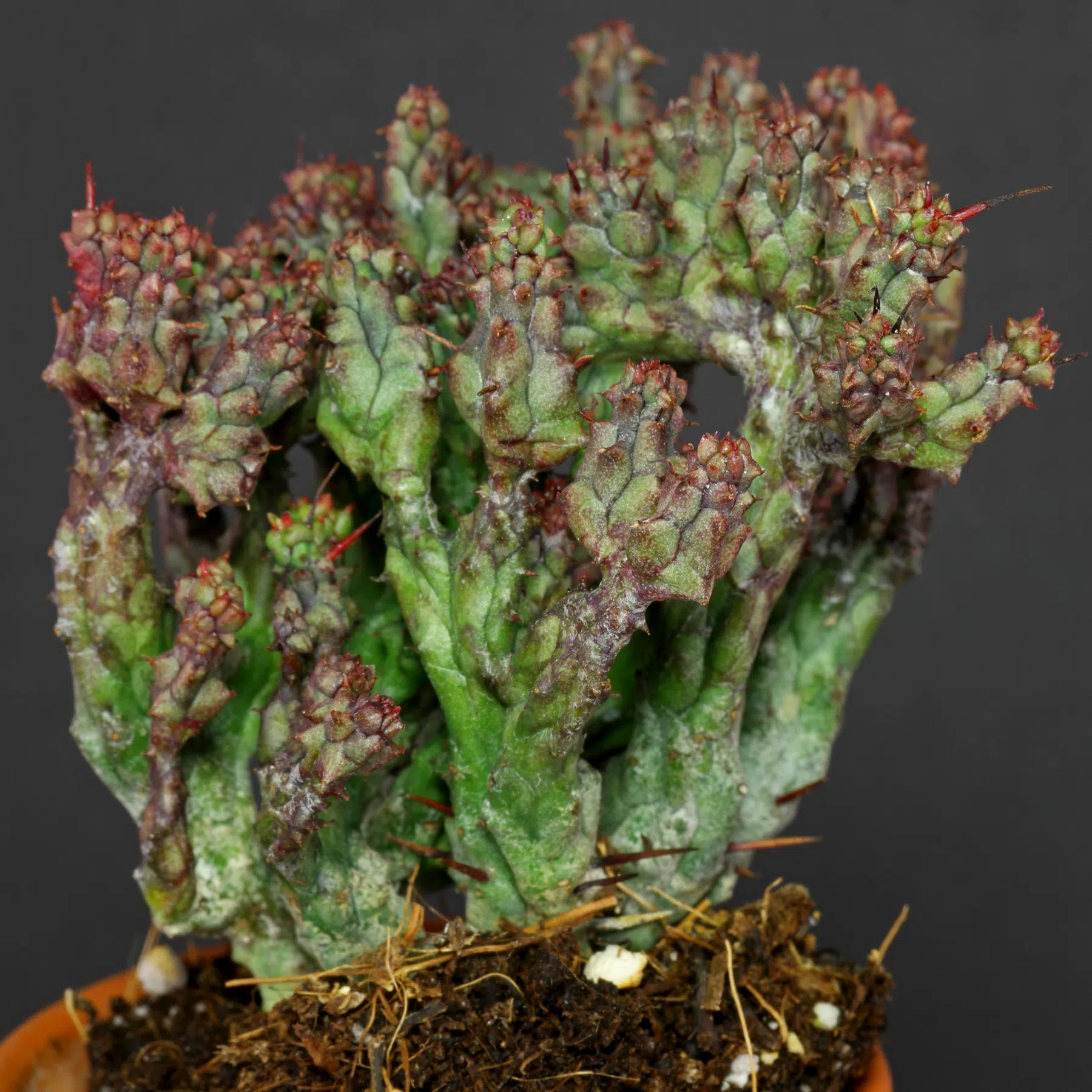 Euphorbia enopla Cristata