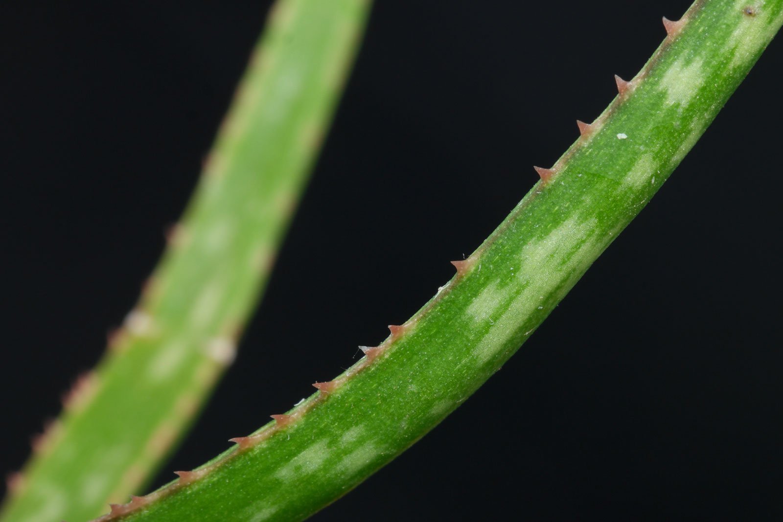 Aloe bakeri 4