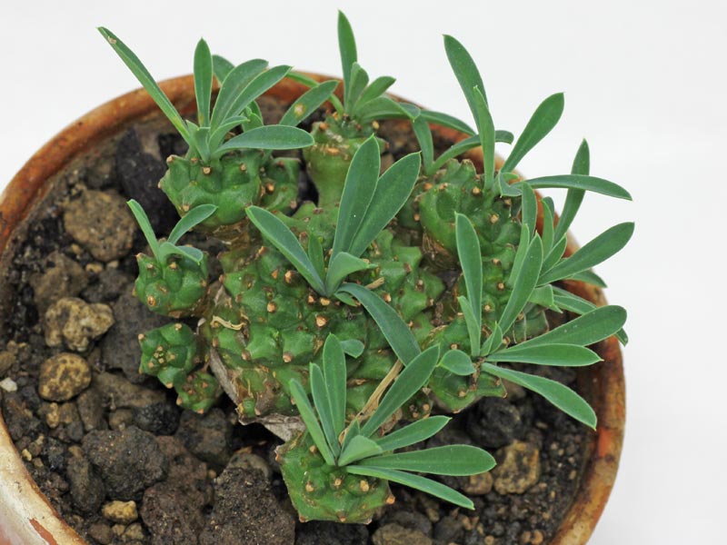 Euphorbia bupleurifolia × susannae