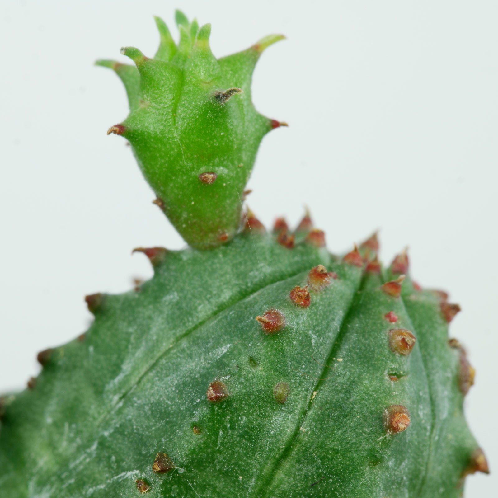 Euphorbia globosa × obesa