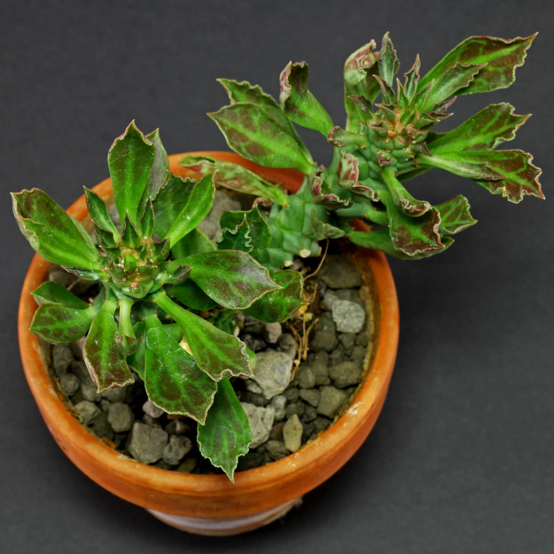 Euphorbia succulenta