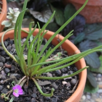 Lewisia pygmaea