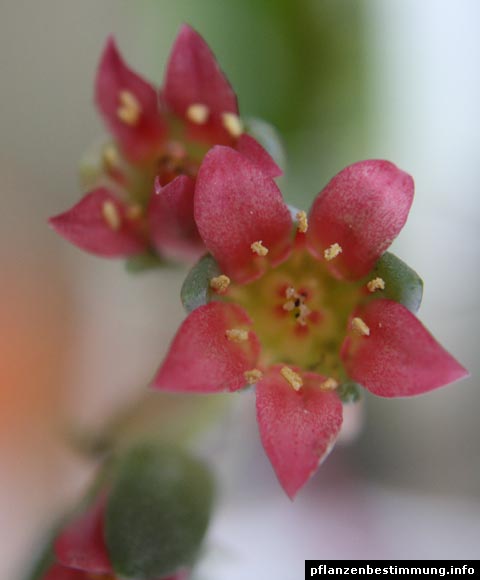 Pachyphytum Blüten