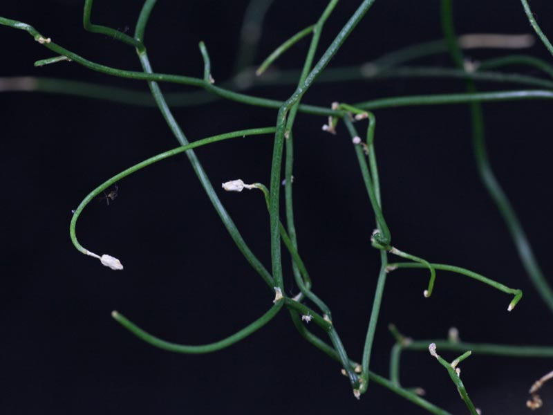 Schizobasis hojas