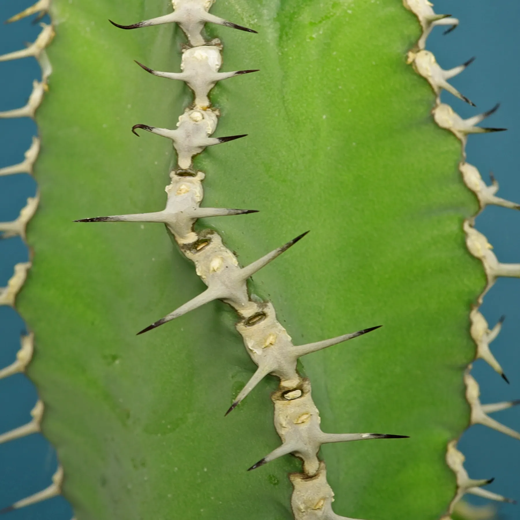 Euphorbia polyacantha espinas