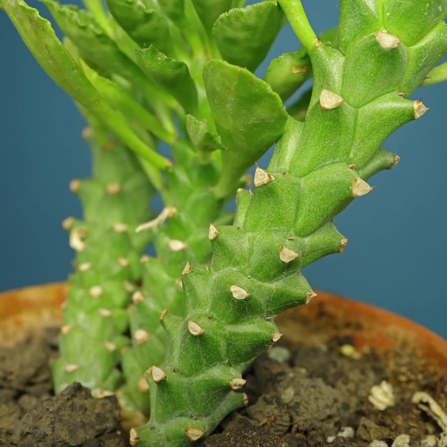Euphorbiasucculenta