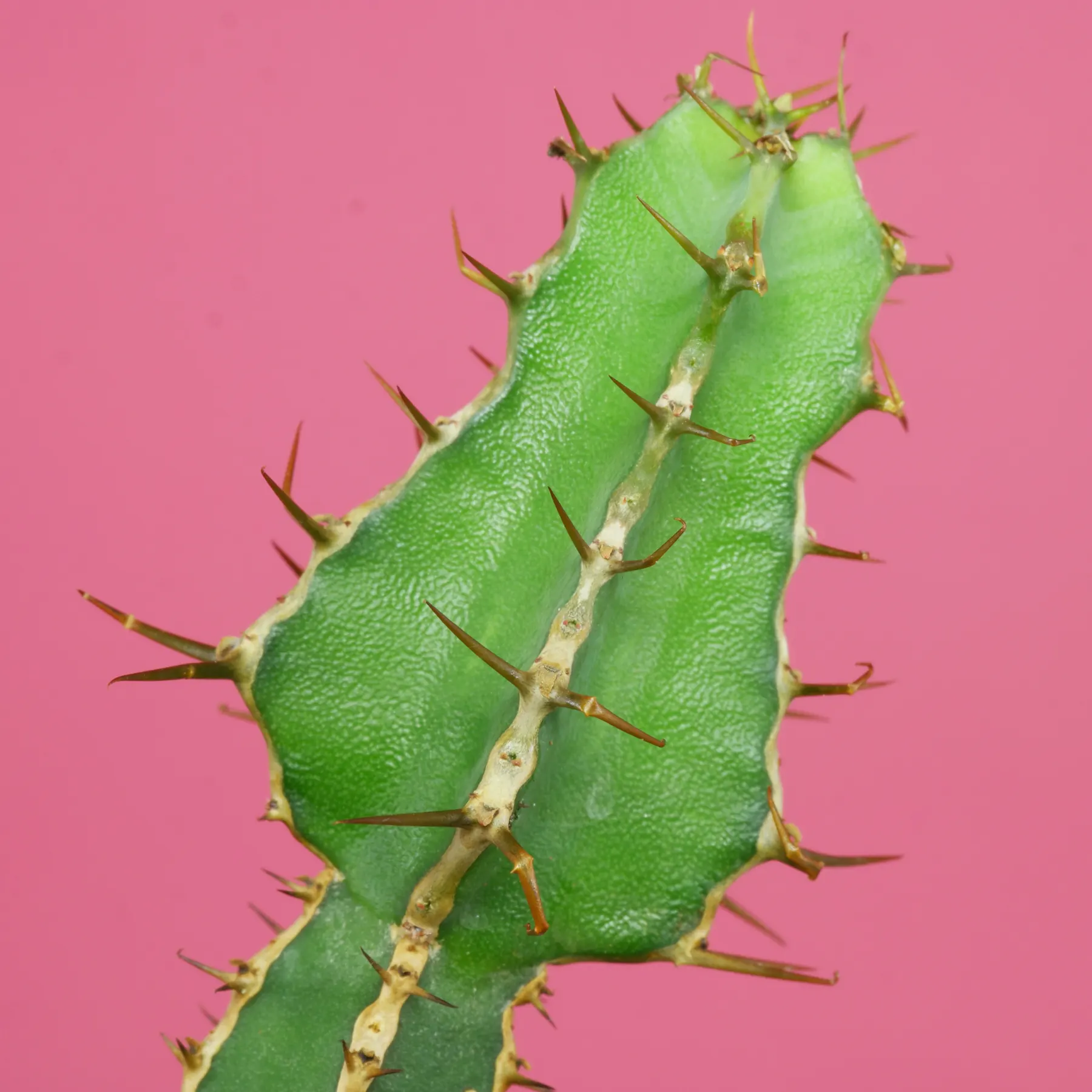 Levuvhu Euphorbia