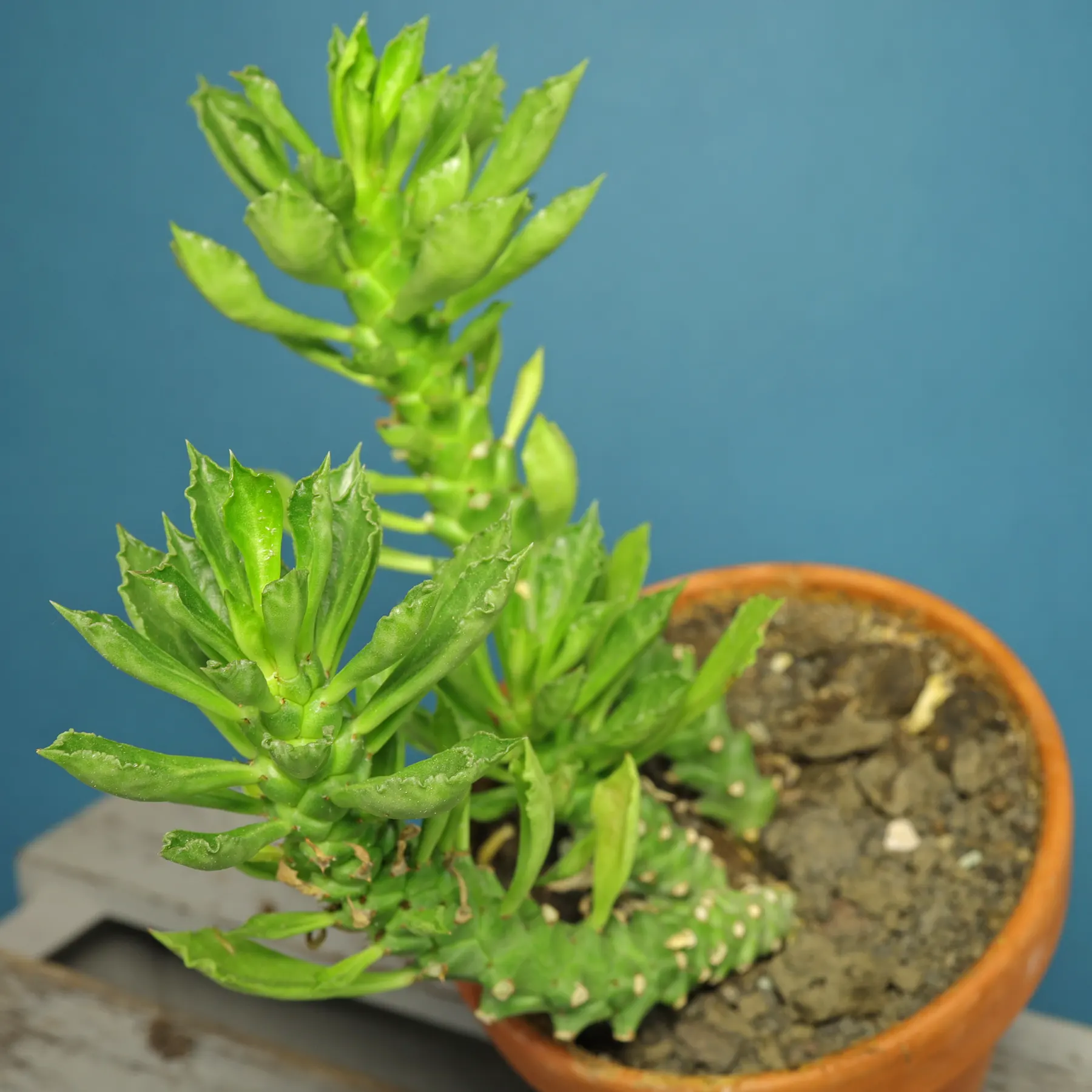 Monadenium succulentum