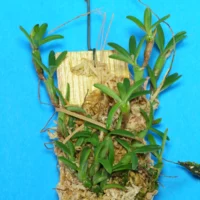Mediocalcar decoratum