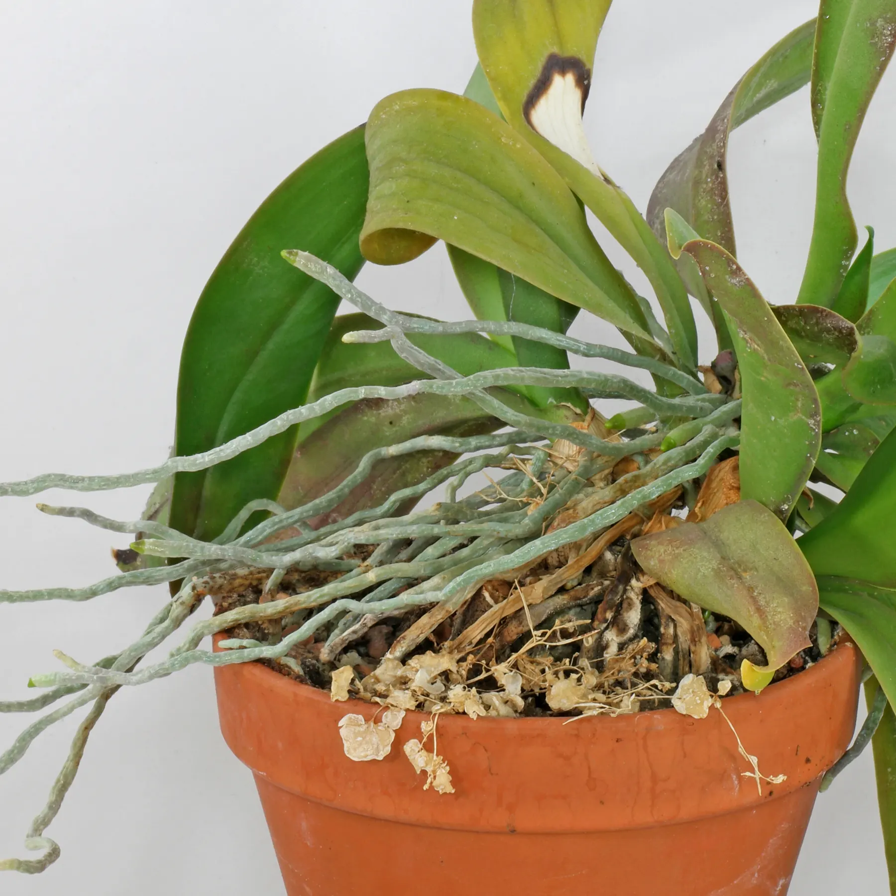 Phalaenopsis raices