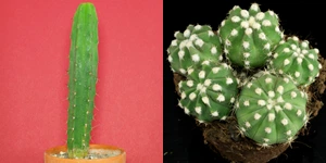 Tipos de cactus