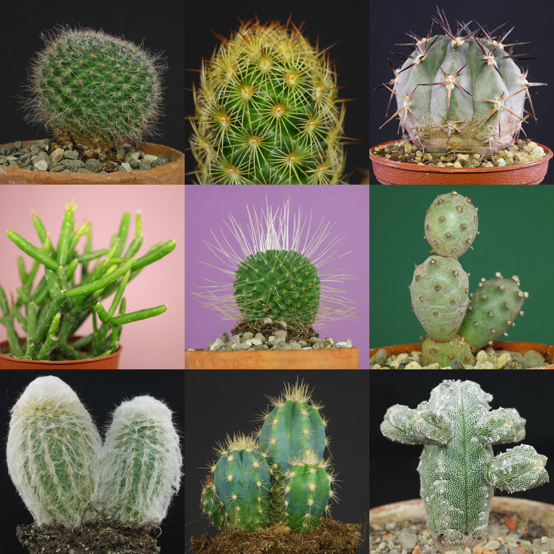 Identificar cactus