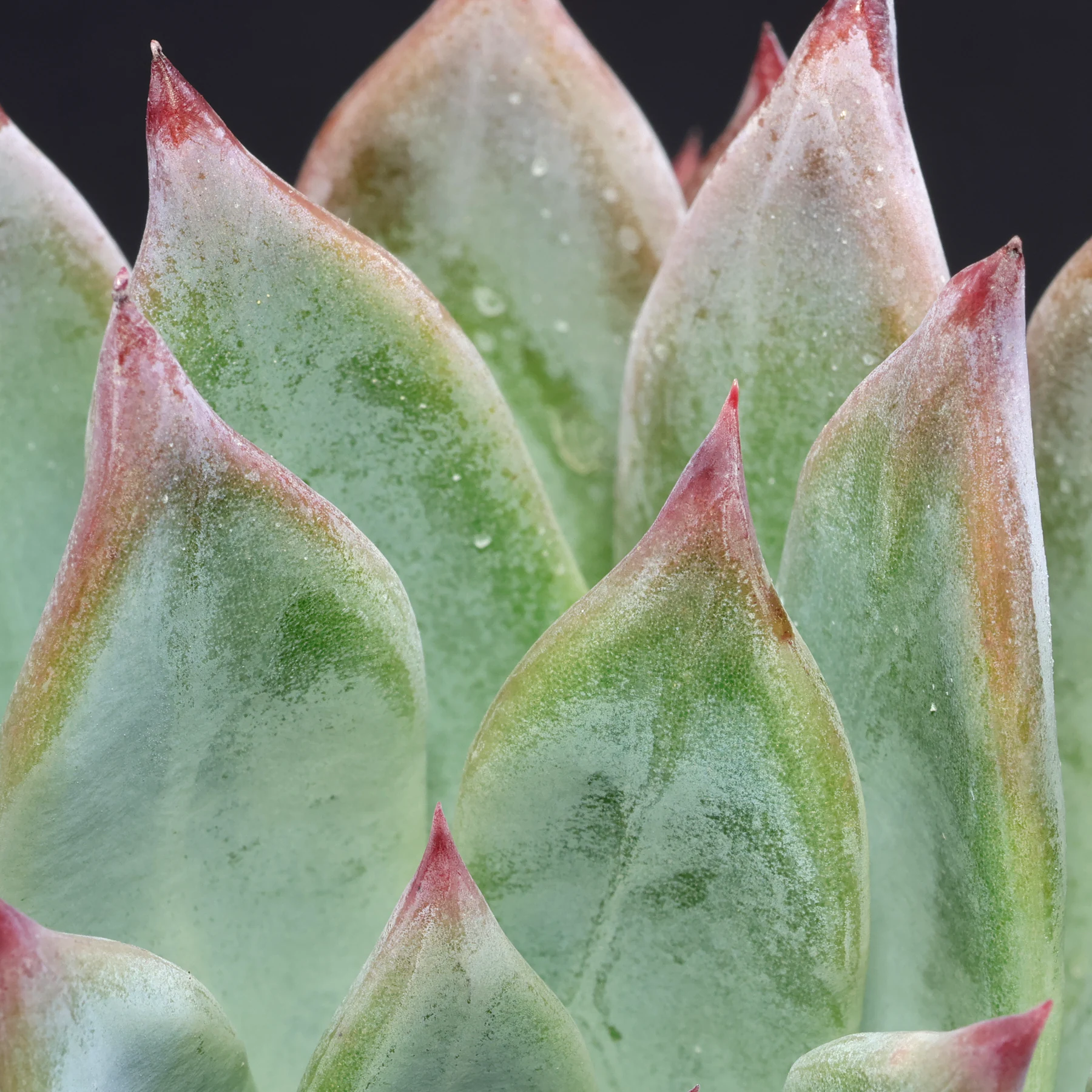 Echeveria colorata f. brandtii