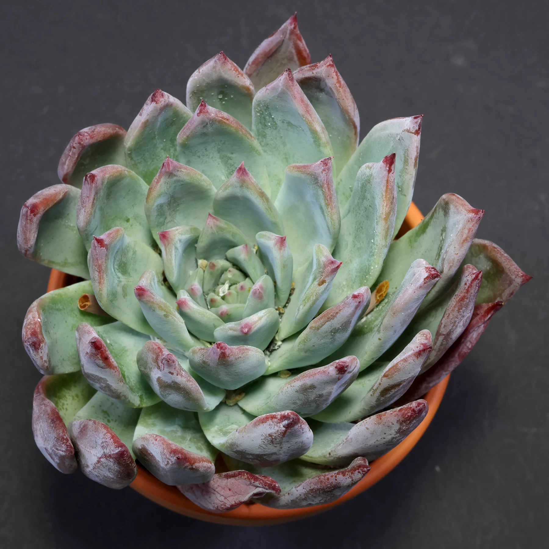 Echeveria colorata f. brandtii