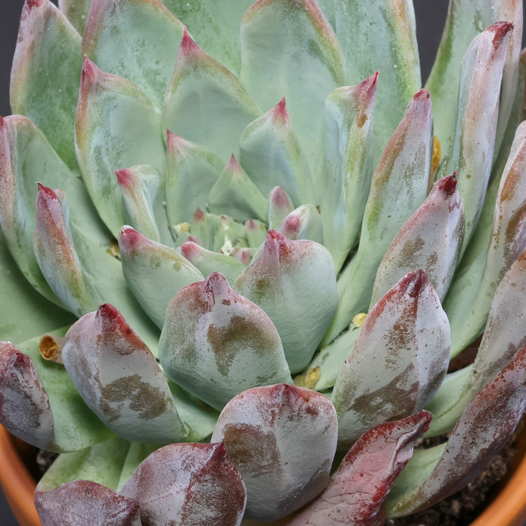 Echeveria colorata f. brandtii