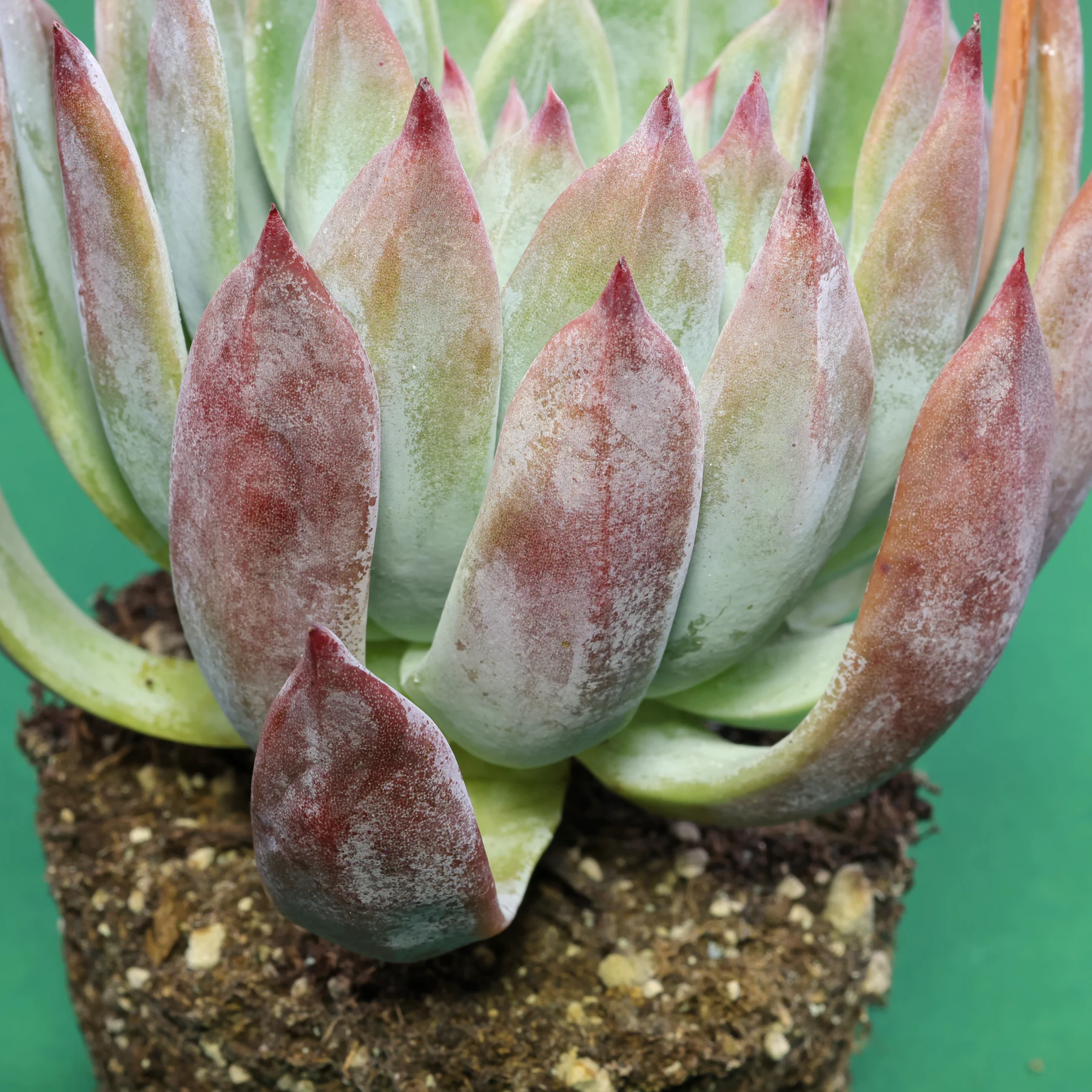 Echeveria colorata f. brandtii