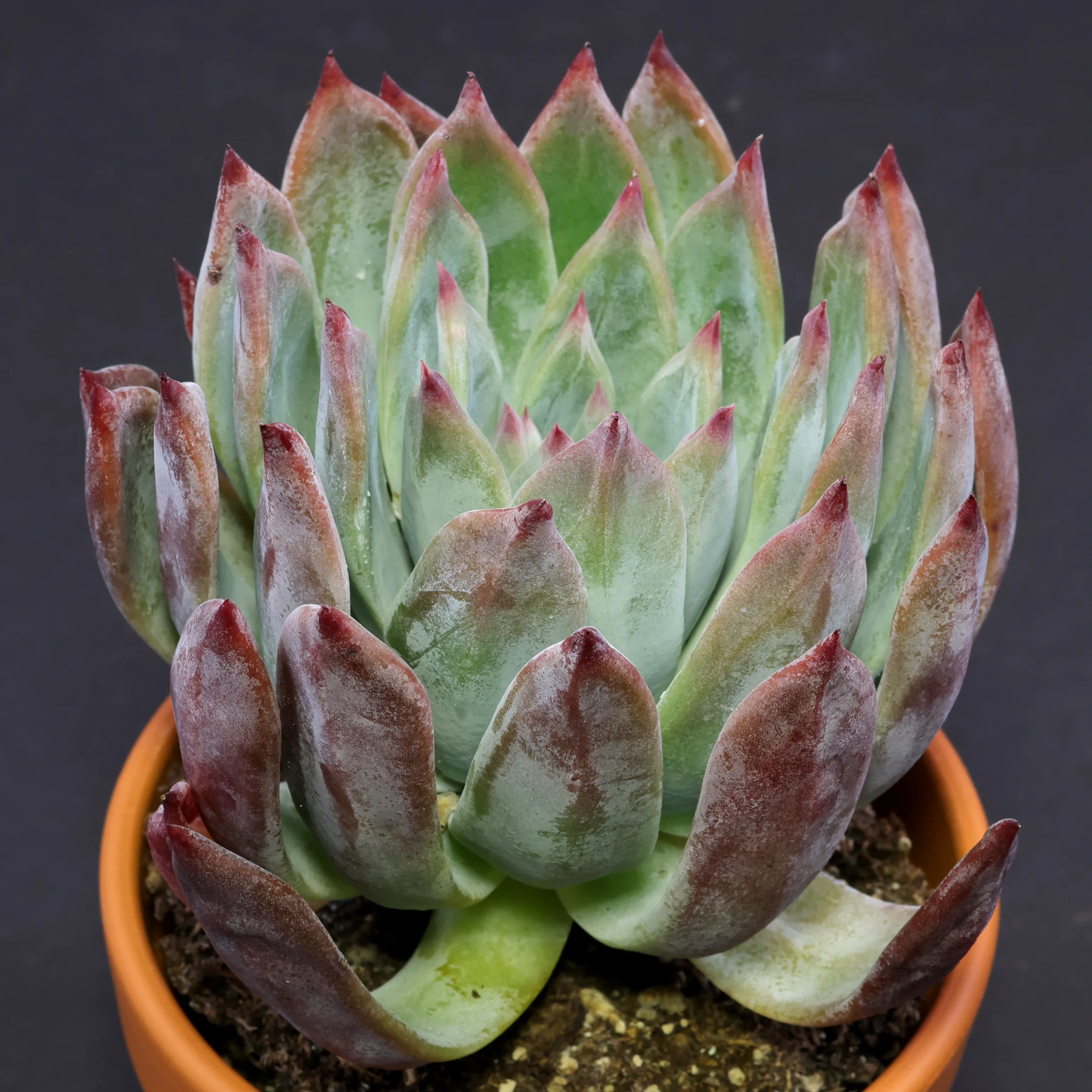 Echeveria colorata f. brandtii