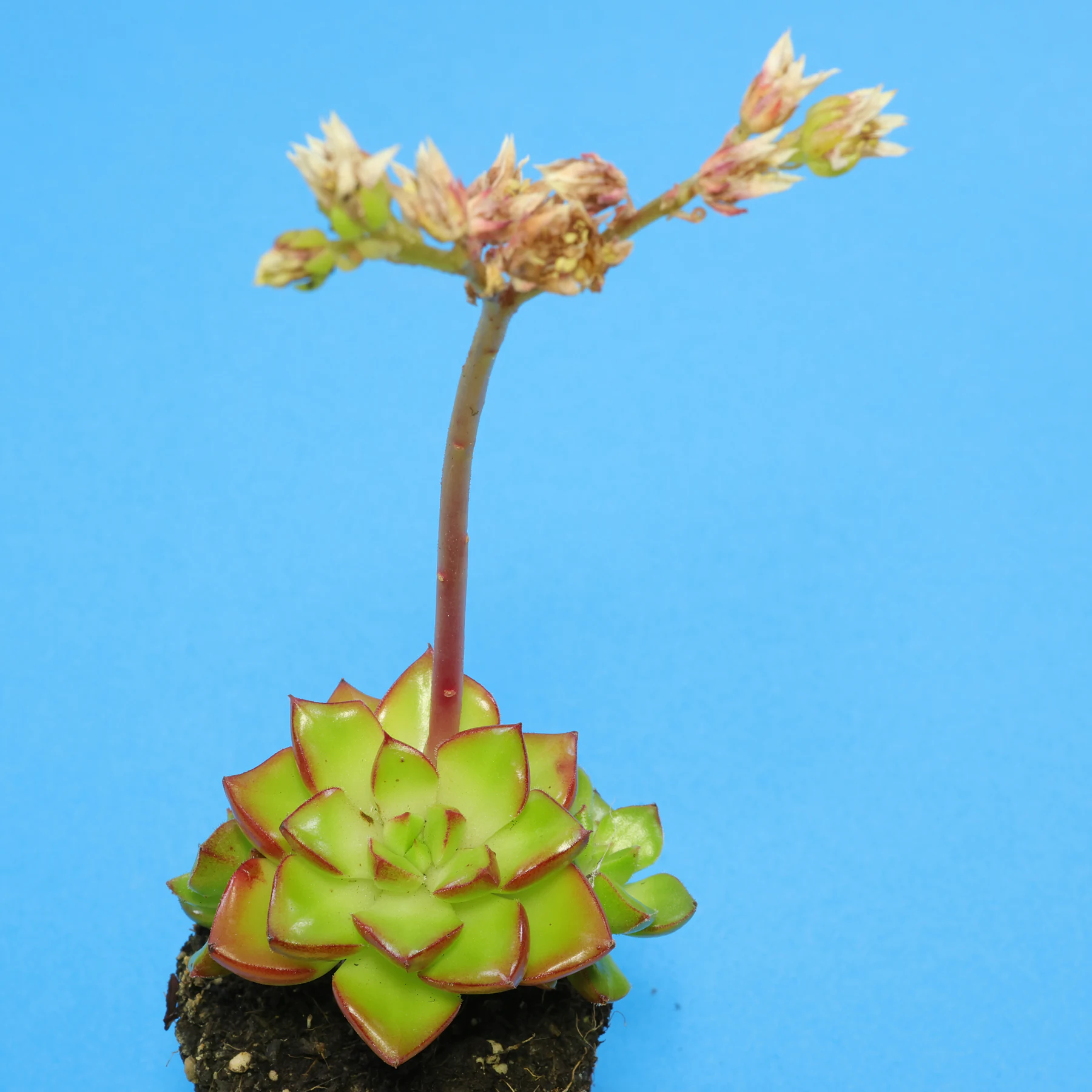 × Sedeveria Letizia
