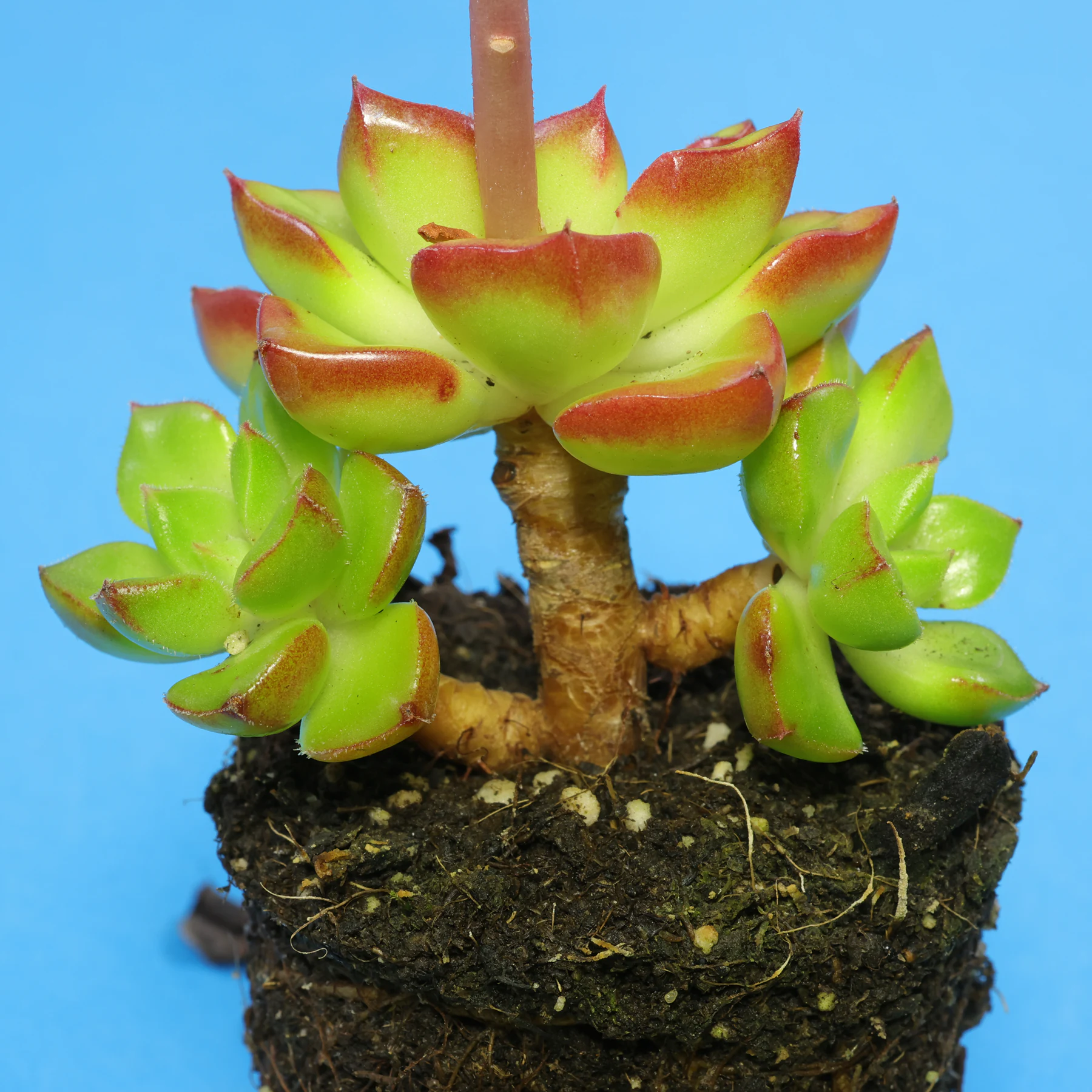 × Sedeveria Letizia