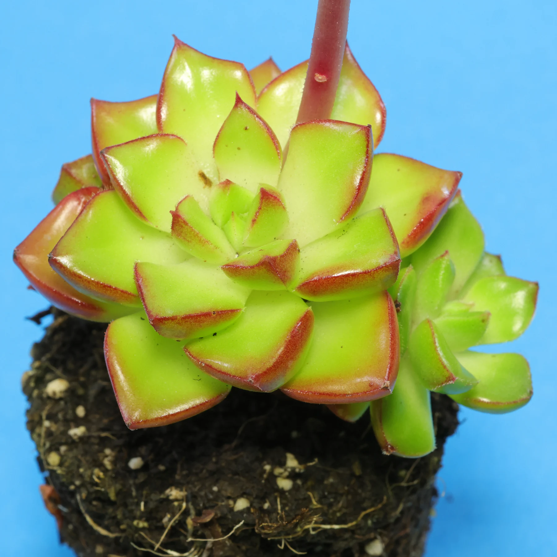 × Sedeveria Letizia